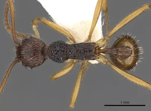 Myrmica schoedli specimen CASENT0900341 image casent0900341_1