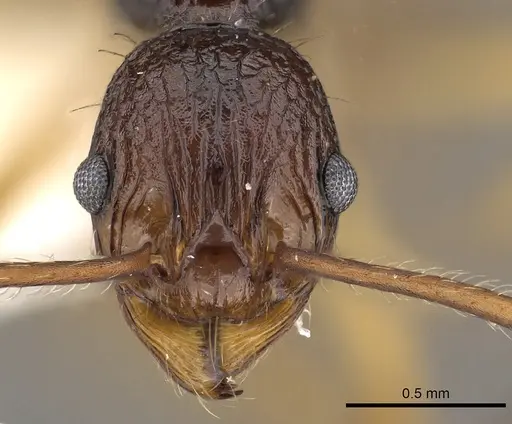 Myrmica schoedli specimen CASENT0900341 image casent0900341_2