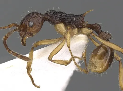 Myrmica schoedli specimen CASENT0900341 image casent0900341_3