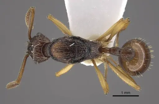 Myrmica schoedli specimen CASENT0917664 image casent0917664_1