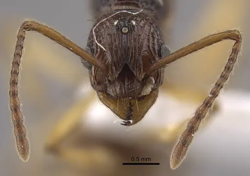 Myrmica schoedli specimen CASENT0917664 image casent0917664_3