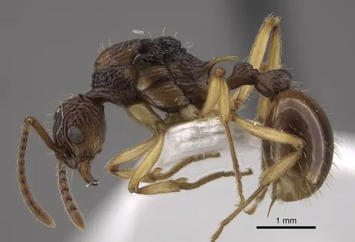 Myrmica schoedli specimen CASENT0917664 image casent0917664_4