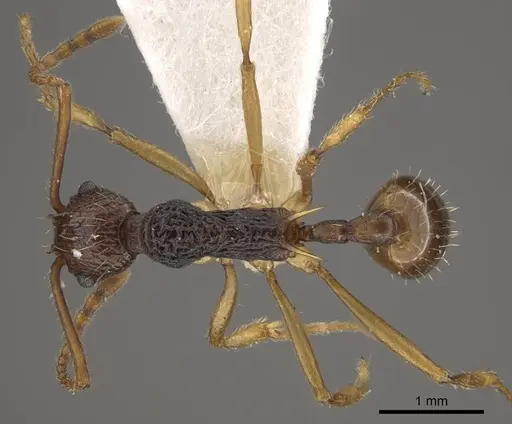Myrmica schoedli specimen CASENT0917735 image casent0917735_1