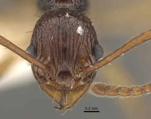 Myrmica schoedli specimen CASENT0917735 image casent0917735_3