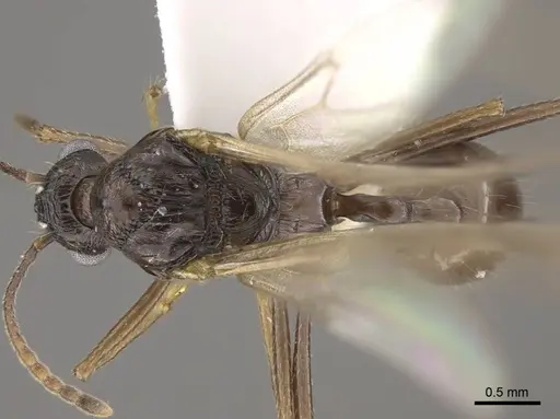 Myrmica schoedli specimen CASENT0917736 image casent0917736_2