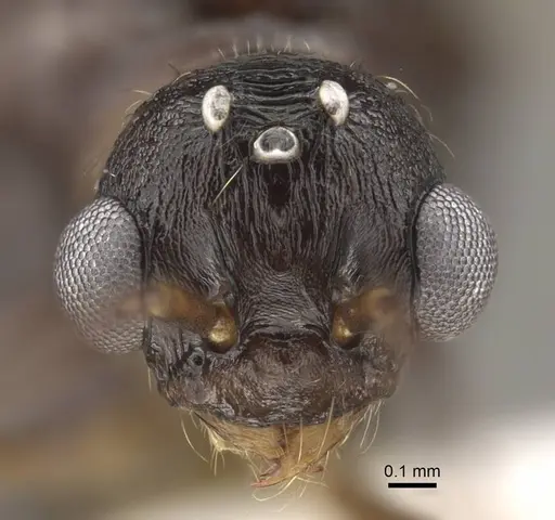 Myrmica schoedli specimen CASENT0917736 image casent0917736_3
