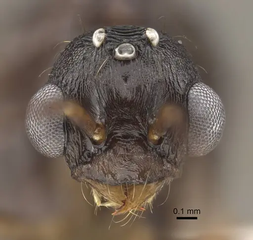 Myrmica schoedli specimen CASENT0917736 image casent0917736_4