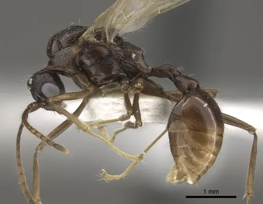 Myrmica schoedli specimen CASENT0917736 image casent0917736_5