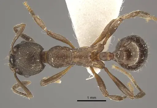 Myrmica schulzi specimen CASENT0917720 image casent0917720_1