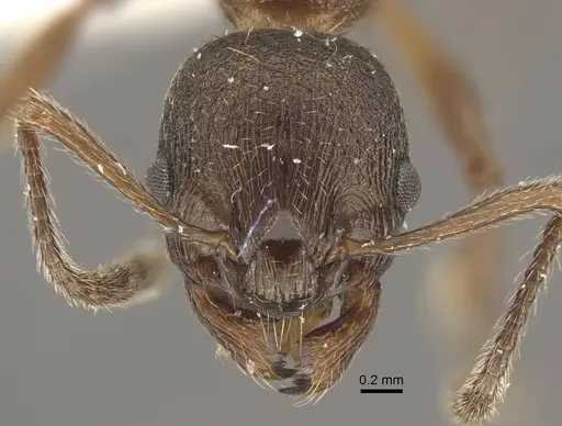 Myrmica schulzi specimen CASENT0917720 image casent0917720_2