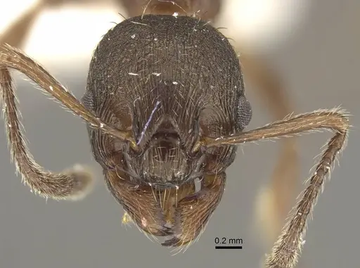 Myrmica schulzi specimen CASENT0917720 image casent0917720_3