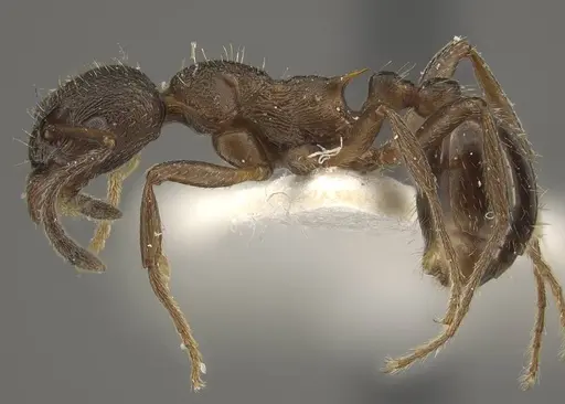 Myrmica schulzi specimen CASENT0917720 image casent0917720_4