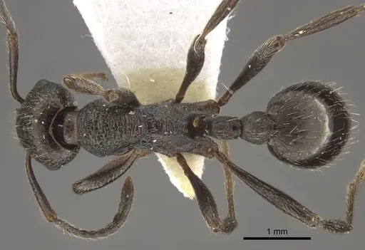 Myrmica sculptiventris specimen CASENT0917722 image casent0917722_1