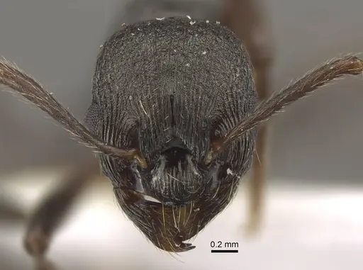 Myrmica sculptiventris specimen CASENT0917722 image casent0917722_3