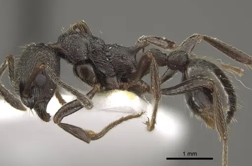 Myrmica sculptiventris specimen CASENT0917722 image casent0917722_4