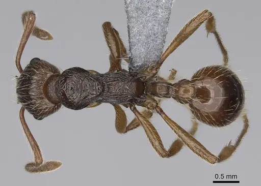 Myrmica serica specimen CASENT0248686 image casent0248686_1
