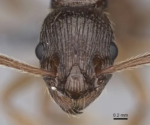 Myrmica serica specimen CASENT0248686 image casent0248686_2
