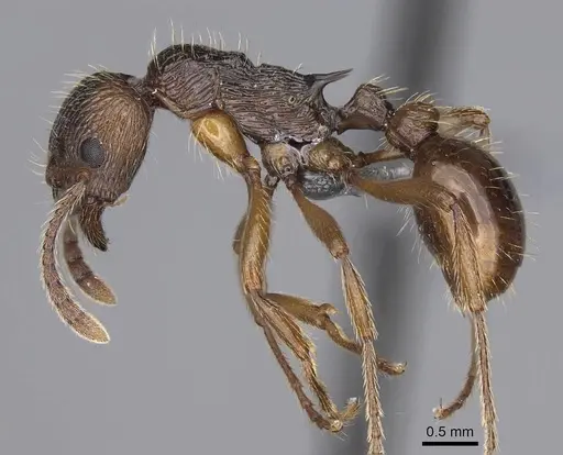 Myrmica serica specimen CASENT0248686 image casent0248686_3