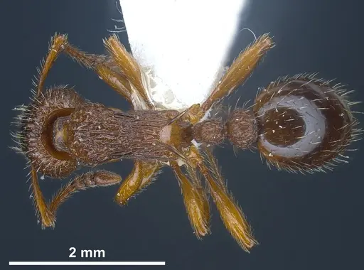 Myrmica siciliana specimen ANTWEB1041284 image antweb1041284_1