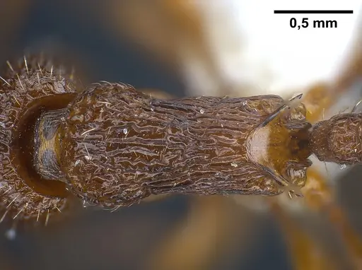 Myrmica siciliana specimen ANTWEB1041284 image antweb1041284_2