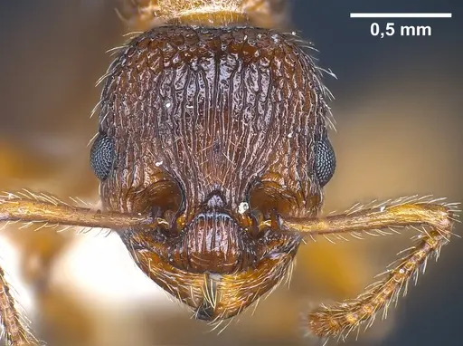 Myrmica siciliana specimen ANTWEB1041284 image antweb1041284_3