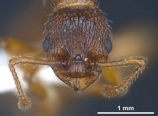 Myrmica siciliana specimen ANTWEB1041284 image antweb1041284_4