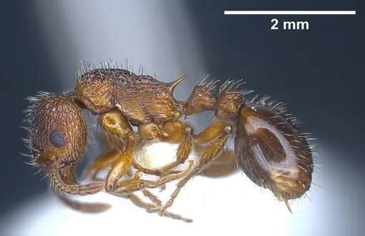 Myrmica siciliana specimen ANTWEB1041284 image antweb1041284_5