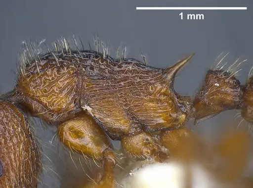 Myrmica siciliana specimen ANTWEB1041284 image antweb1041284_6
