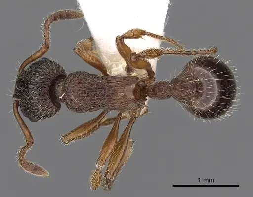 Myrmica siciliana specimen CASENT0900342 image casent0900342_1