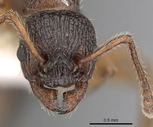 Myrmica siciliana specimen CASENT0900342 image casent0900342_2