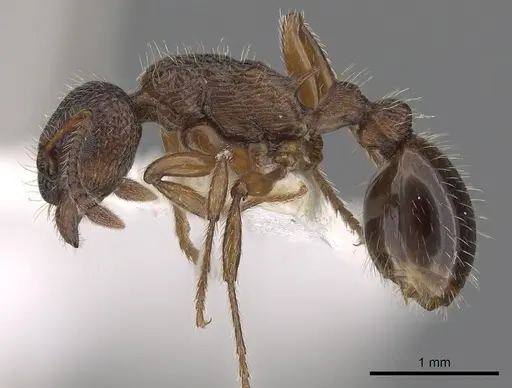 Myrmica siciliana specimen CASENT0900342 image casent0900342_3