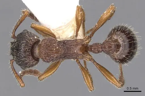Myrmica siciliana specimen CASENT0904553 image casent0904553_1