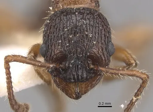 Myrmica siciliana specimen CASENT0904553 image casent0904553_2