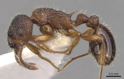 Myrmica siciliana specimen CASENT0904553 image casent0904553_3