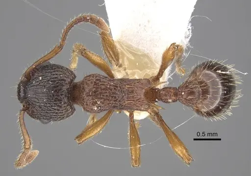 Myrmica siciliana specimen CASENT0917503 image casent0917503_1