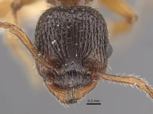 Myrmica siciliana specimen CASENT0917503 image casent0917503_2