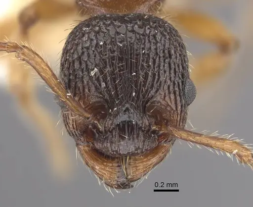 Myrmica siciliana specimen CASENT0917503 image casent0917503_3