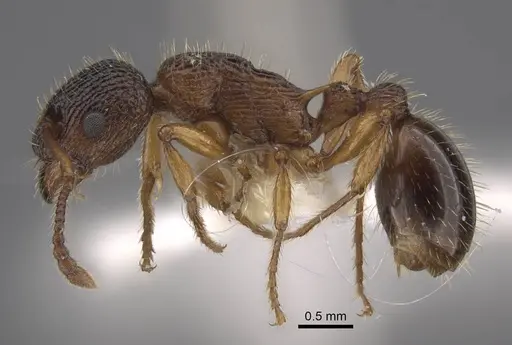 Myrmica siciliana specimen CASENT0917503 image casent0917503_4