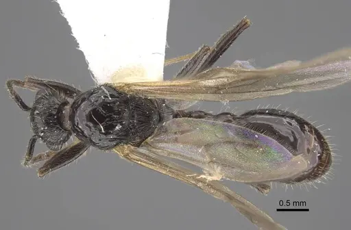 Myrmica siciliana specimen CASENT0917504 image casent0917504_1
