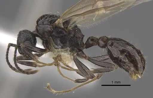 Myrmica siciliana specimen CASENT0917504 image casent0917504_4
