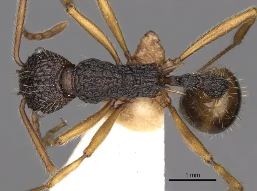 Myrmica sinensis specimen CASENT0900291 image casent0900291_1