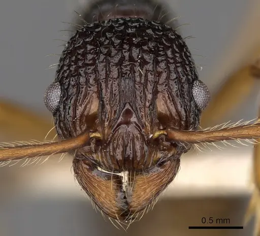 Myrmica sinensis specimen CASENT0900291 image casent0900291_2