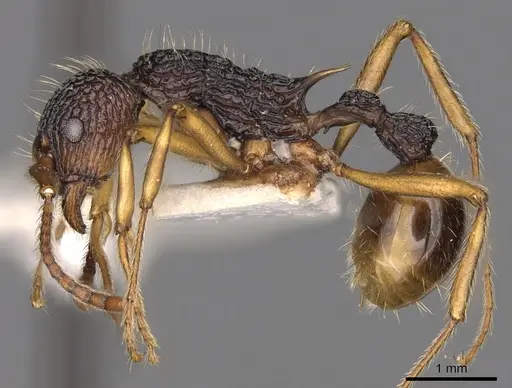 Myrmica sinensis specimen CASENT0900291 image casent0900291_3