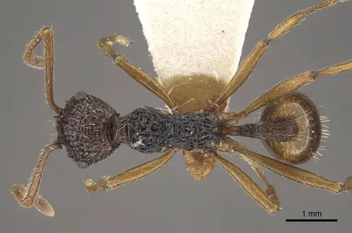 Myrmica sinensis specimen CASENT0917725 image casent0917725_1