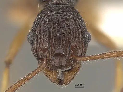 Myrmica sinensis specimen CASENT0917725 image casent0917725_2
