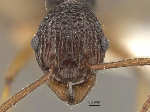 Myrmica sinensis specimen CASENT0917725 image casent0917725_3