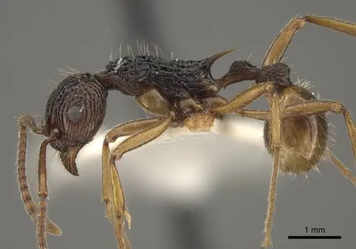 Myrmica sinensis specimen CASENT0917725 image casent0917725_4