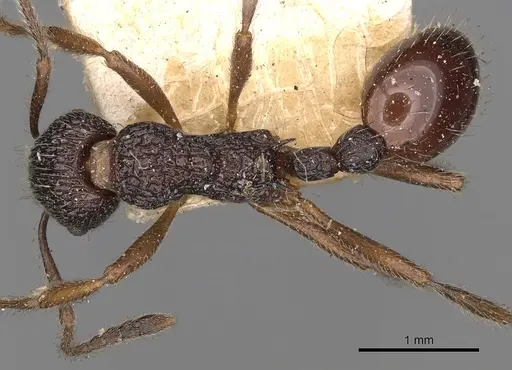 Myrmica smythiesii specimen CASENT0900298 image casent0900298_1