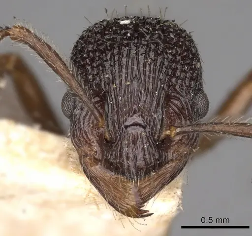 Myrmica smythiesii specimen CASENT0900298 image casent0900298_2