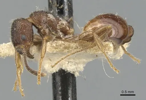 Myrmica smythiesii specimen CASENT0904089 image casent0904089_3